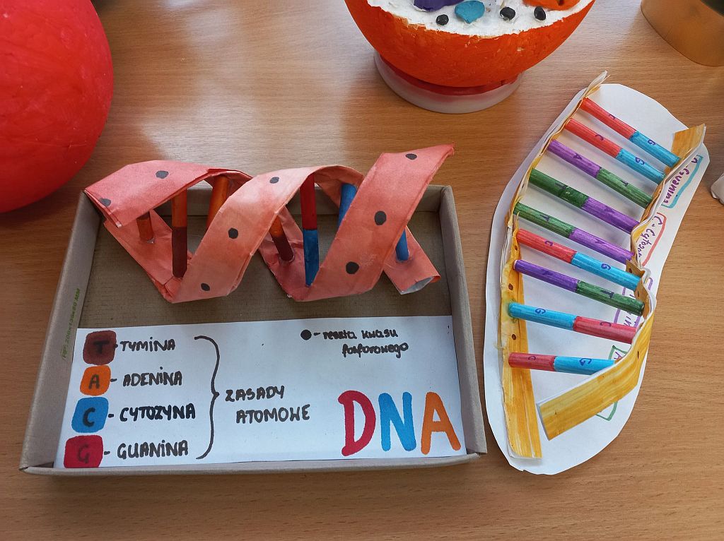 Budowanie modeli DNA